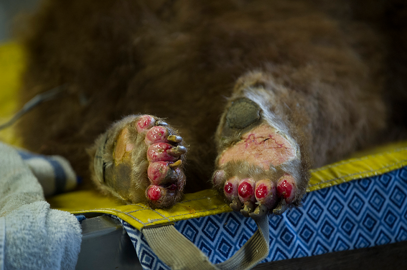 Bear brought to CDFW Wildlife Investigations Lab has severe third-degree burns on its paw. Image: Karin Higgins / UC Davis